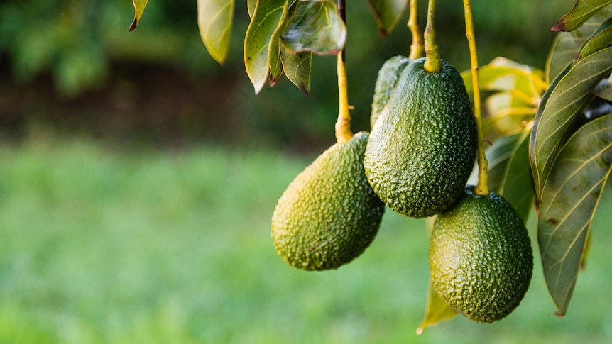 Green avocados hang from a tree branch.
