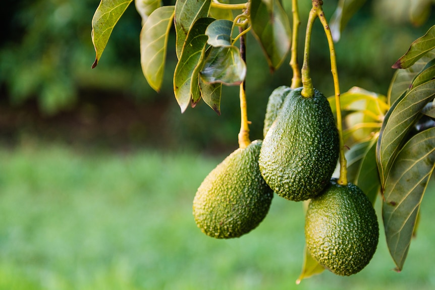 Green avocados hang from a tree branch.