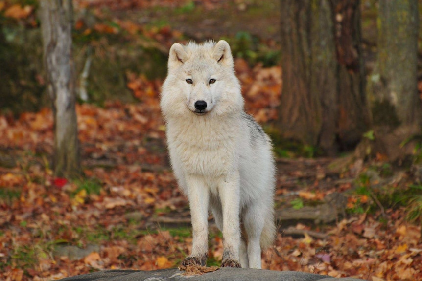 A white wolf stands in a forest in autumn.