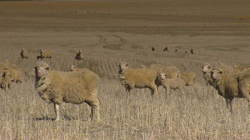 Keeping the Mallee OB-free