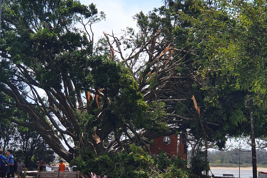 Town's iconic fig tree spilt apart by storm