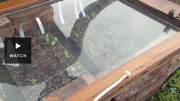 Glass cold frame with seedlings in pots inside. Has Video.
