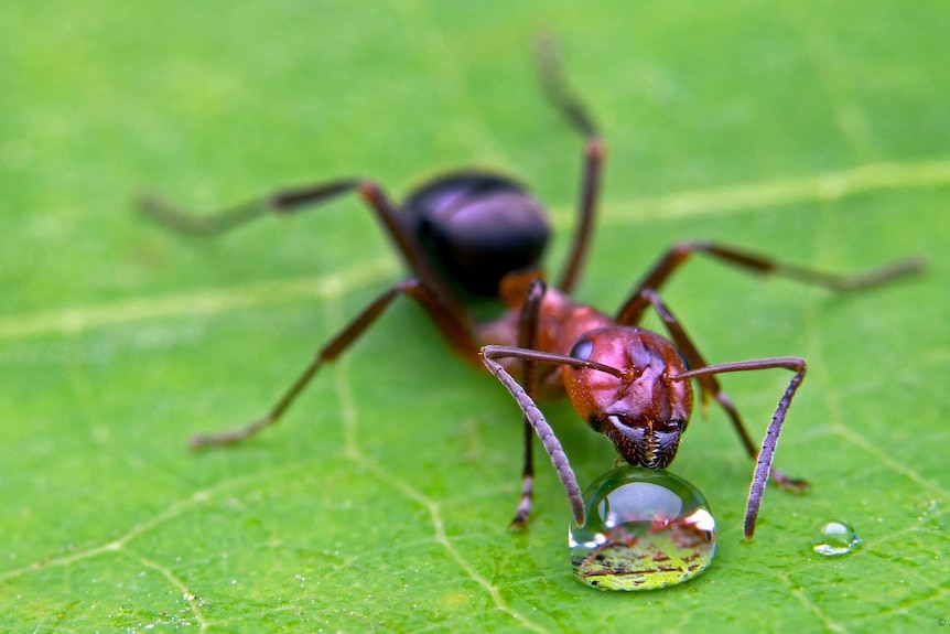 ant on a leaf