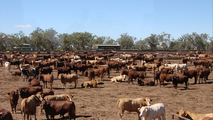 Cattle stand in a feedlot paddock.