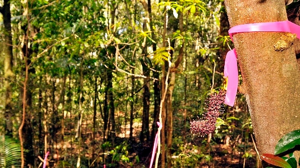 Red Bopple Nut Trees