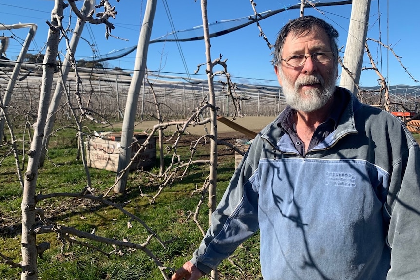 Orchardist Ralph Wilson standing in front of orchard