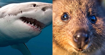 A composite image of a great white shark and a quokka side by side.