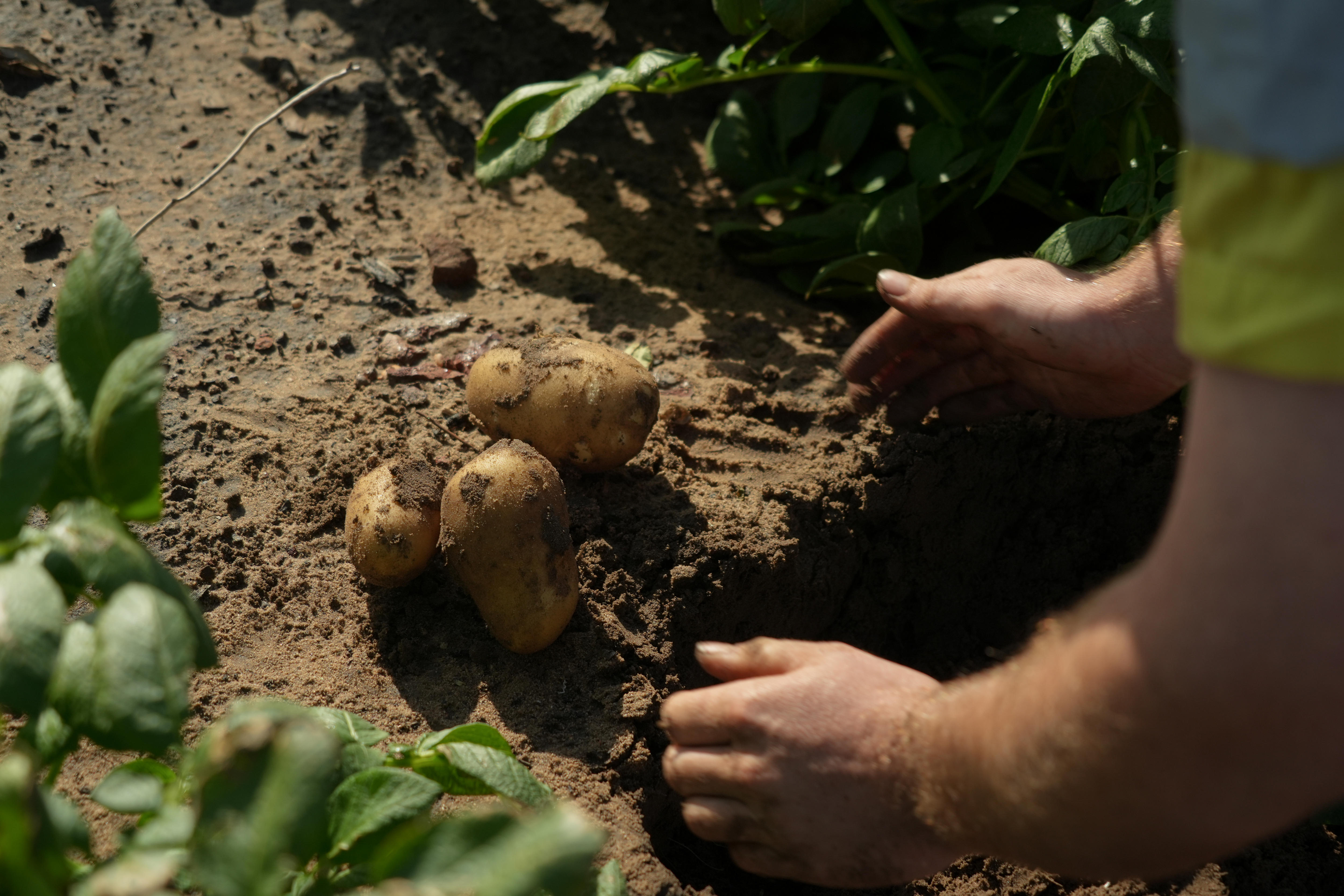Top End's first potato crop in decades almost ready for harvest