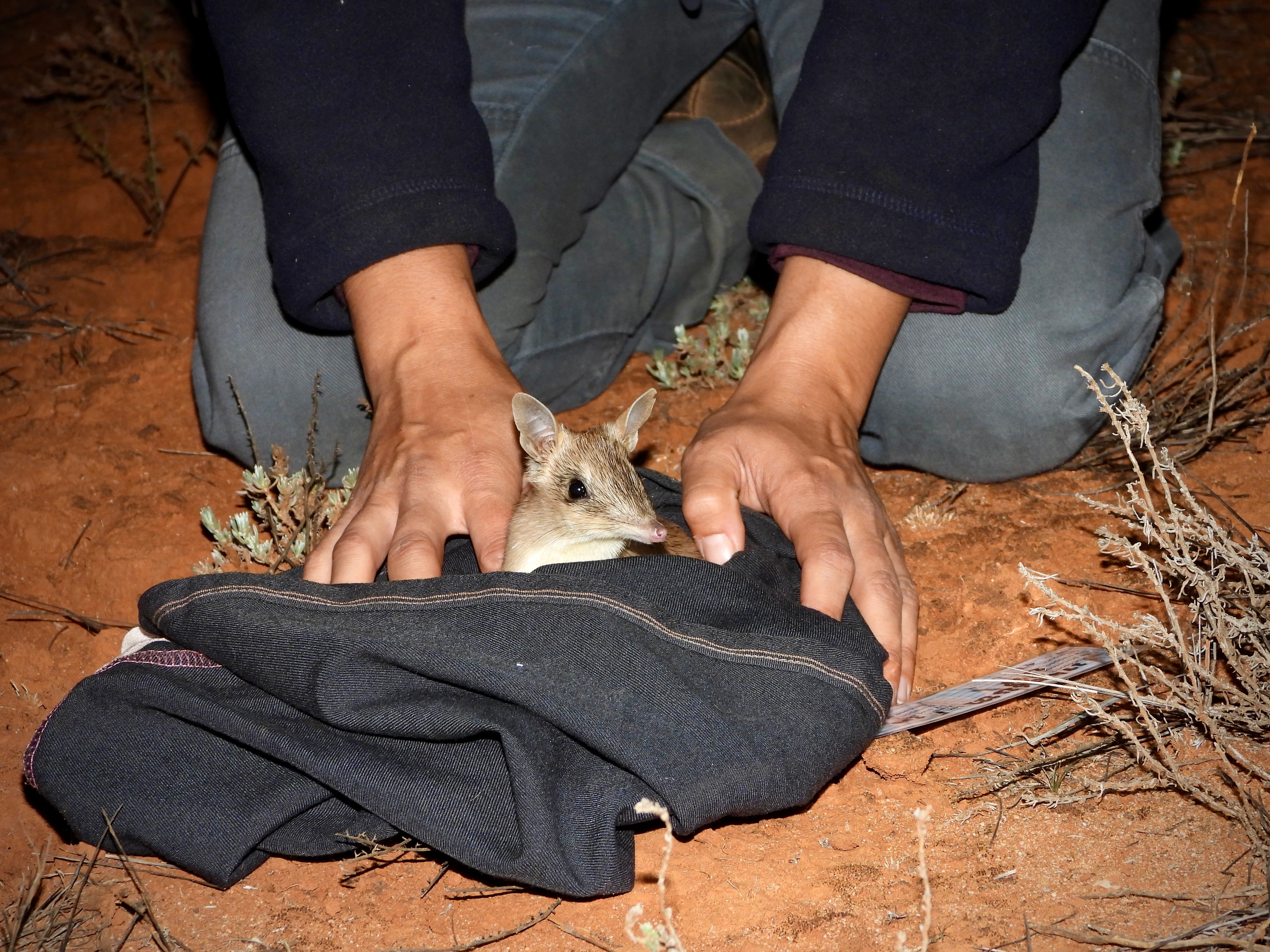 A small bandicoot on a black jacket surrounded by two human hands