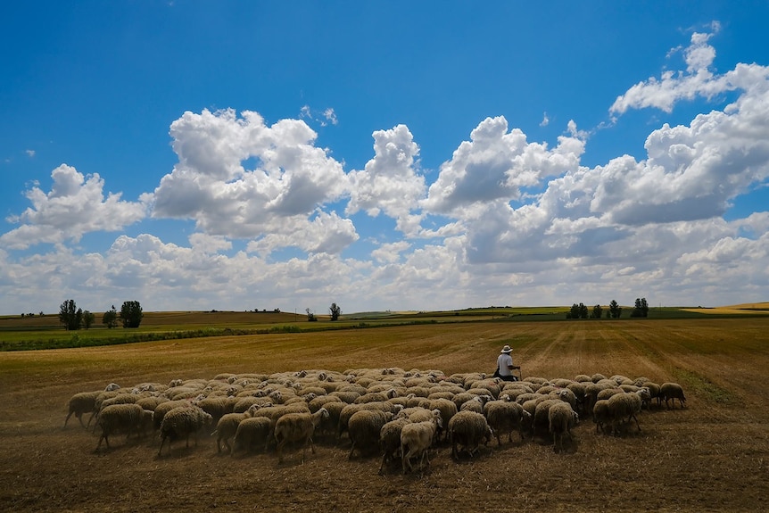 西班牙北部的黄色牧场，蓝天日有一群羊 