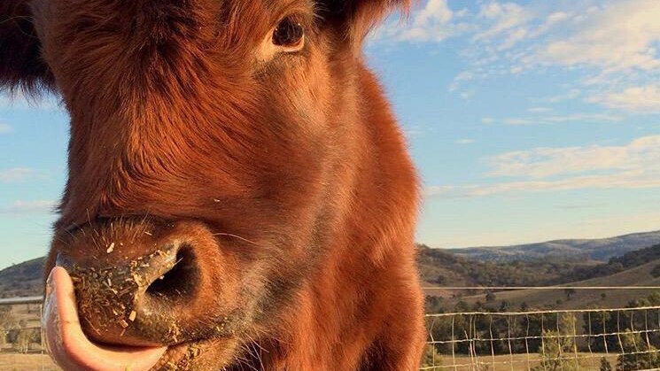 Very close up photograph of a red cow in a paddock