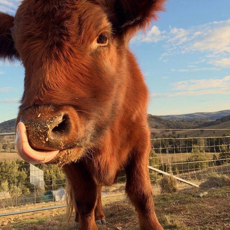 Very close up view of a red calf with its tongue out