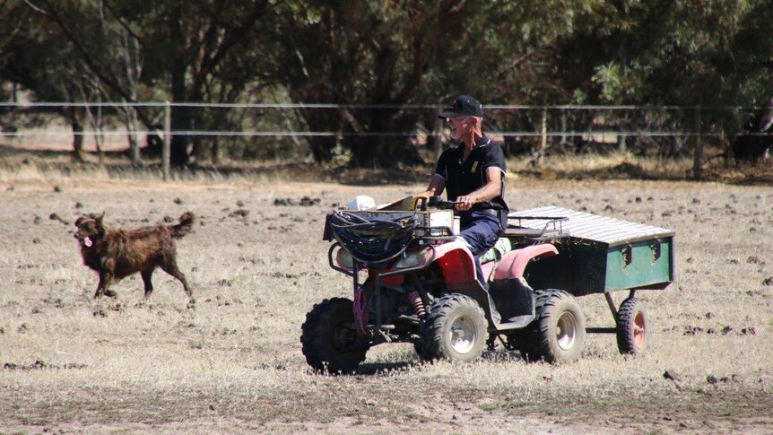 A man on a quad bike towing a small trailer in a paddock with a brown dog nearby.