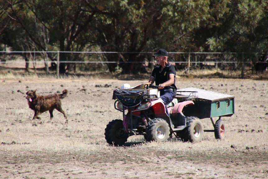 A man on a quad bike towing a small trailer in a paddock with a brown dog nearby.
