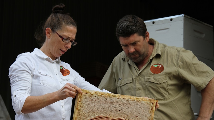 Nannup beekepers inspect a hive