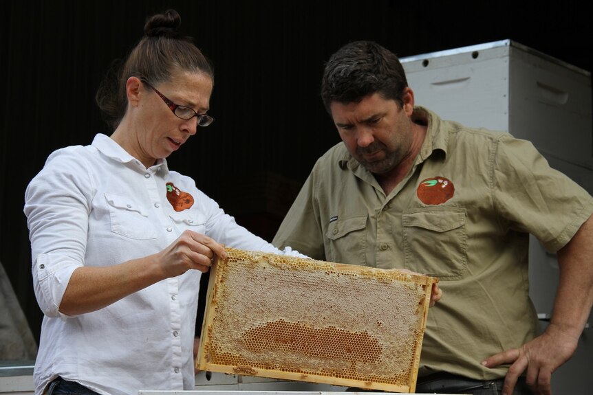 Nannup beekeepers inspect a hive