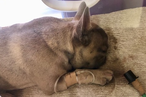 brown puppy sleeping in humidicrib with a drip in his paw