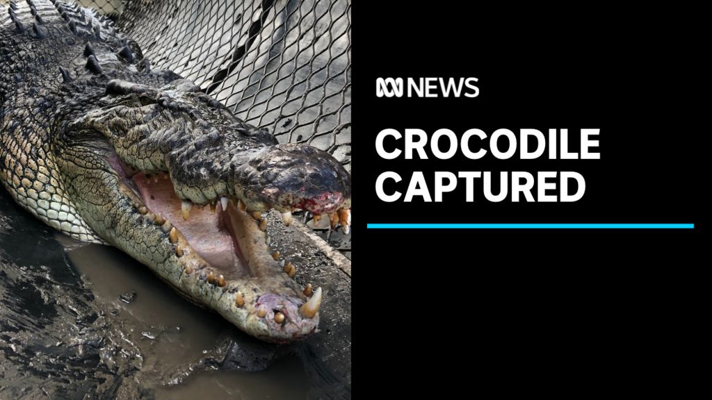 Crocodile captured - ABC News