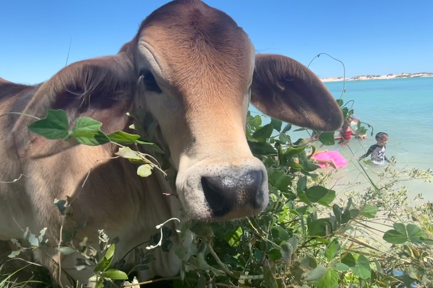 A young bull munching on some greenery in front of a lagoon.