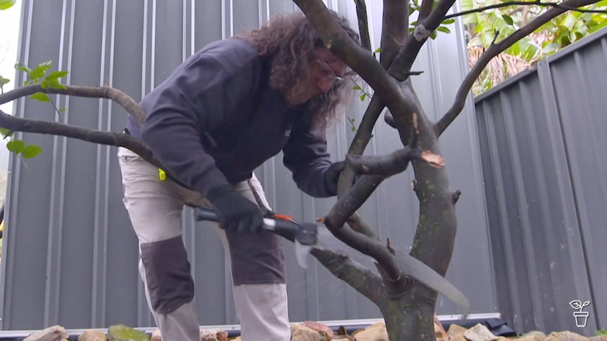 Man wearing eye protection, pruning a lime tree.