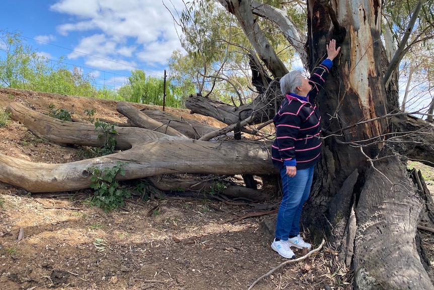 Joanne, a grey-haired woman in long-sleeved navy and pink striped polo shirt points at the flood marker on a gum tree.