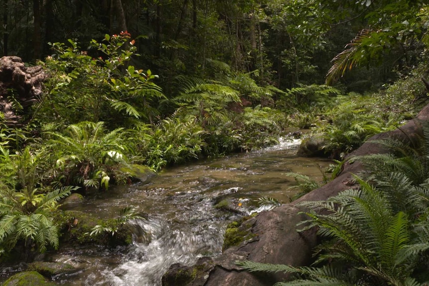 A creek surrounded by lush rainforest