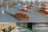 Dead fish in a Japanese skating ring has caused uproar