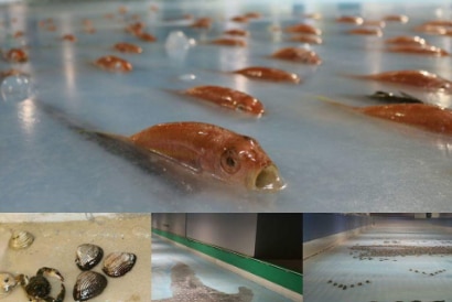 Dead fish in a Japanese skating ring has caused uproar