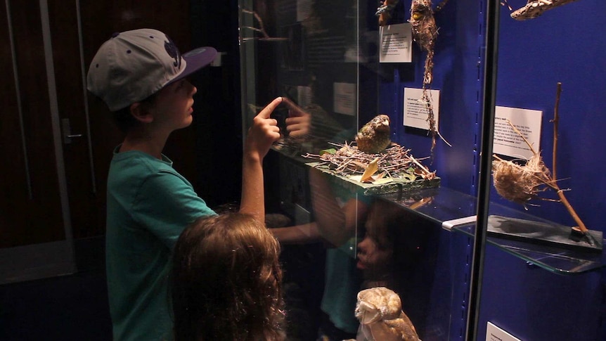 Children stand in front of a case of taxidermied birds