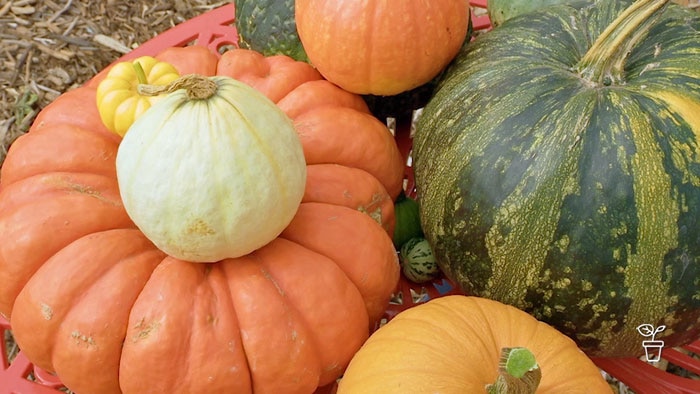 Selection of different sized and coloured pumpkins on the ground