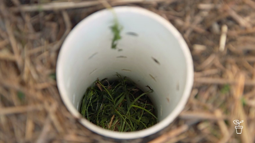 PVC pipe with holes submerged in ground with pulled weeds inside