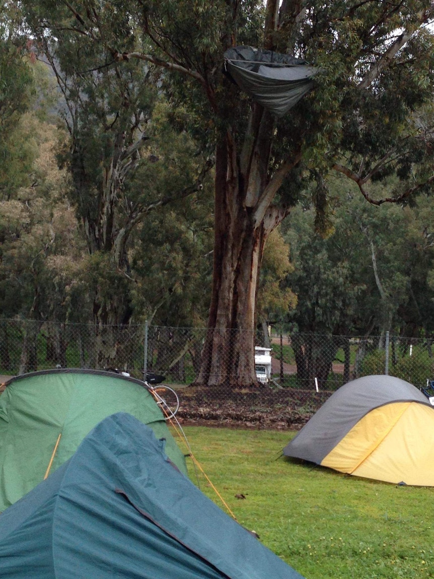 Tent stuck up tree
