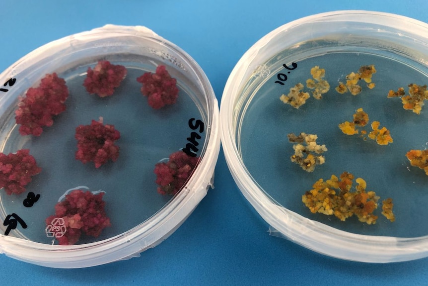 Two petri dishes containing small samples of cotton, one beetroot and one gold in colour.