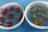 Two petri dishes containing small samples of cotton, one beetroot and one gold in colour.