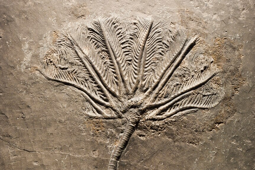 A branch-like crinoid fossil embedded in a slab of rock.