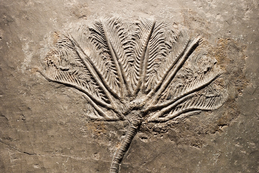 A branch-like crinoid fossil embedded in a slab of rock.