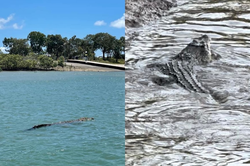 Two side by side images of a large crocodile in a creek