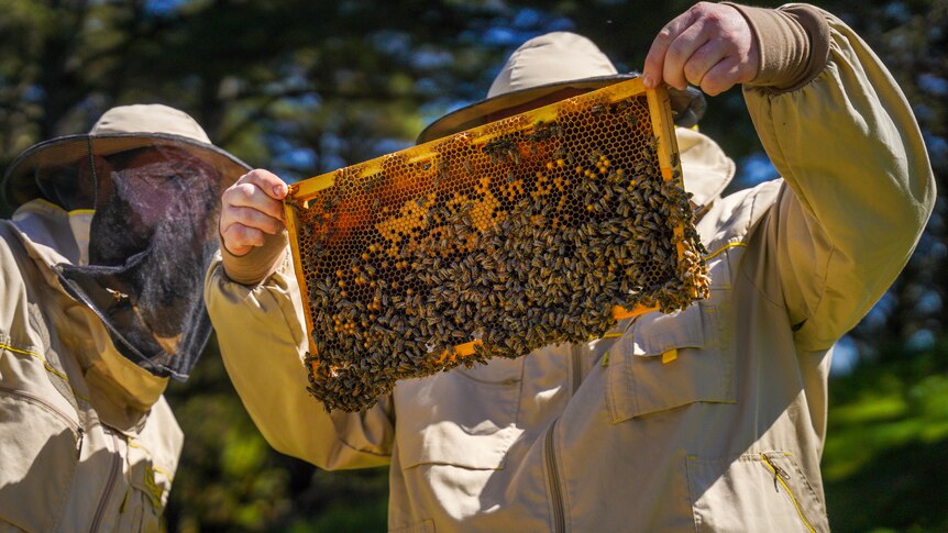 Two men wearing bee suits hover over a stack of bee hives as one man holds up a rack of honey comb to examine.