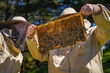 Two men wearing bee suits hover over a stack of bee hives as one man holds up a rack of honey comb to examine.