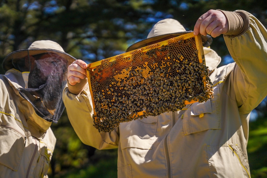 Two men wearing bee suits hover over a stack of bee hives as one man holds up a rack of honey comb to examine.