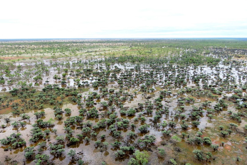 Aerial shot of a large flooded paddock thick with green trees
