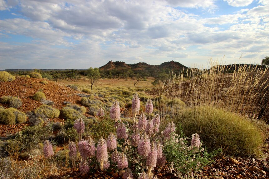 Purple wildflowers in the foreground, surrounded by spinifex grass and red hills in the background.