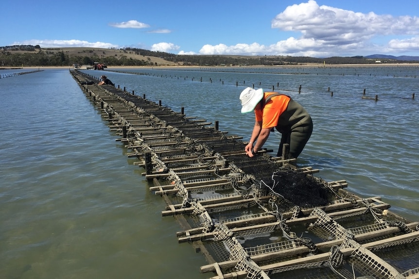 An oyster farm worker tends to a rack at Pittwater, Tasmania