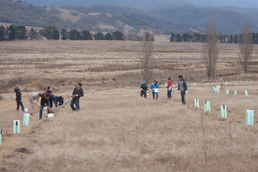 Volunteer revegetation program at Scottsdale