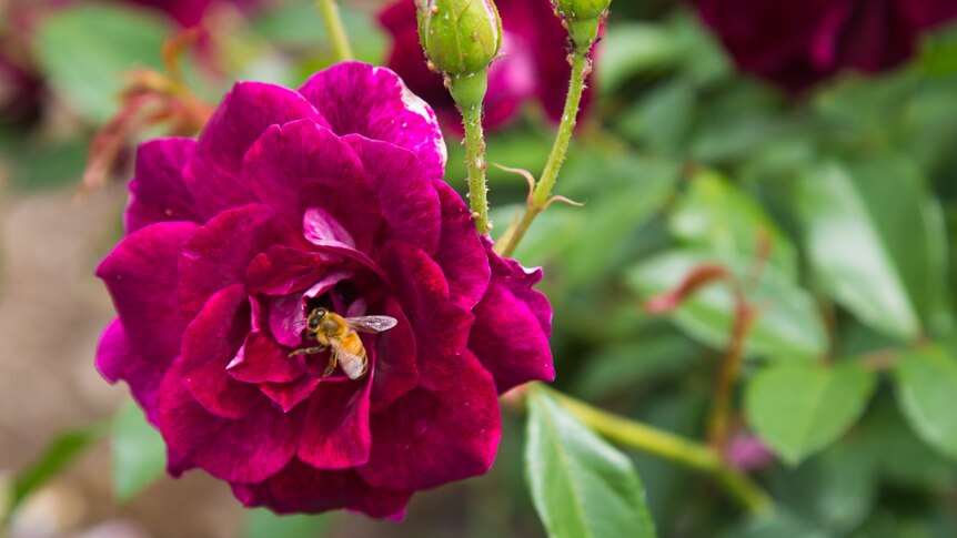 Purple rose with a bee in the middle