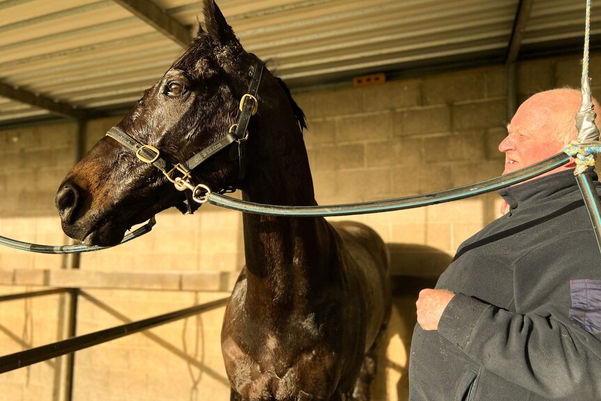 Deep brown thoroughbred horse in a stable with trainer
