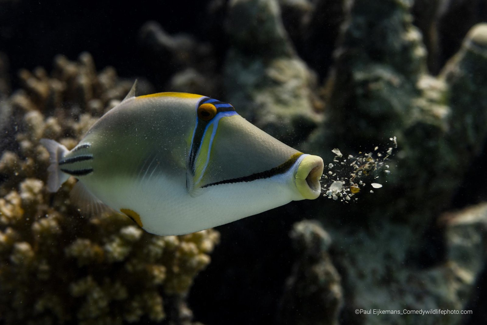 Underwater image of a Picasso Triggerfish vomiting coral residues. Coral wall behind it.