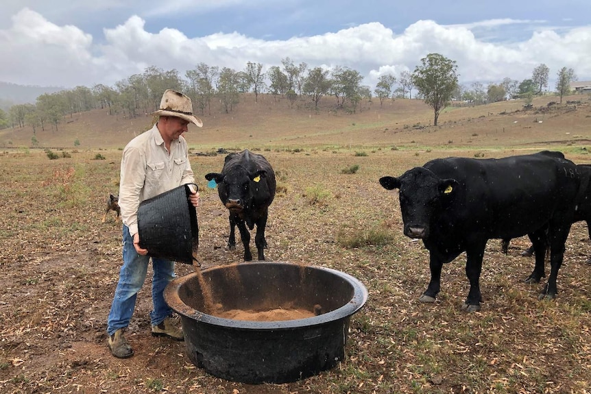 Mr O'Dea puts feed into a bucket, surrounded by cows in a paddock.