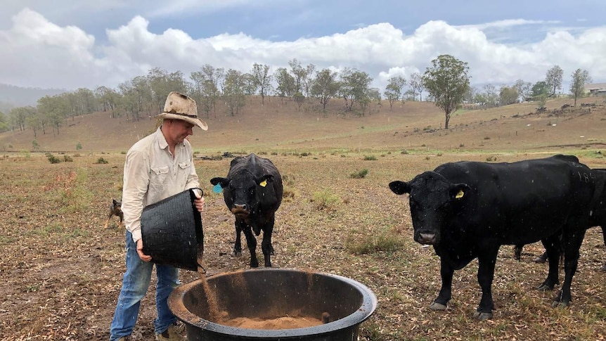 Mr O'Dea puts feed into a bucket, surrounded by cows in a paddock.