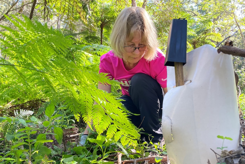 A woman crouches down beside a fern and plant guard to dig out weeds